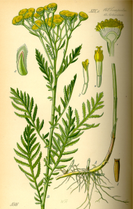 Mugwort, an herbal abortifacient 