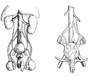 An early modern drawing of male and female reproductive anatomy